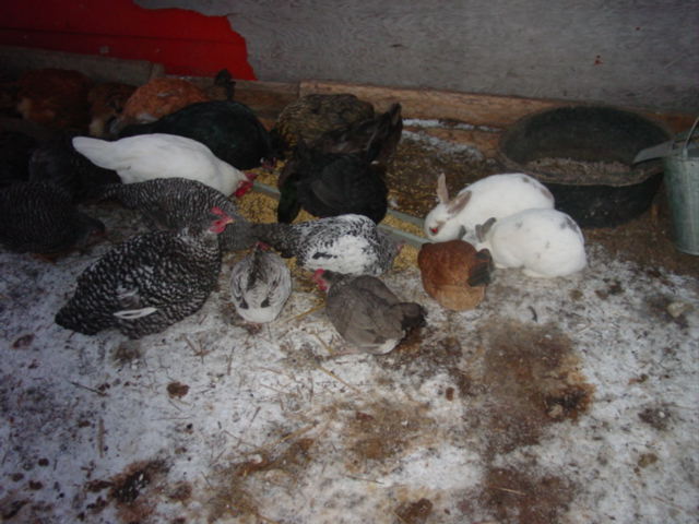 Chicken coop with chickens, ducks and rabbits.